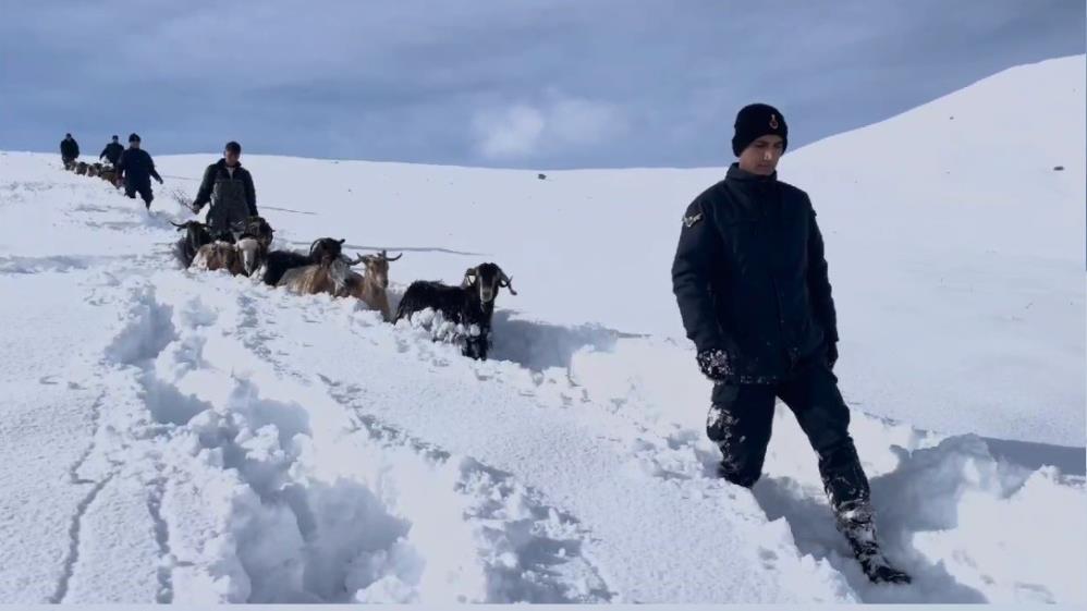 Karda kaybolan hayvanları jandarma drone ile buldu