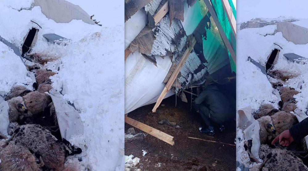 Erzincan'da kardan çöken çadırın altında kalan 55 koyun telef oldu