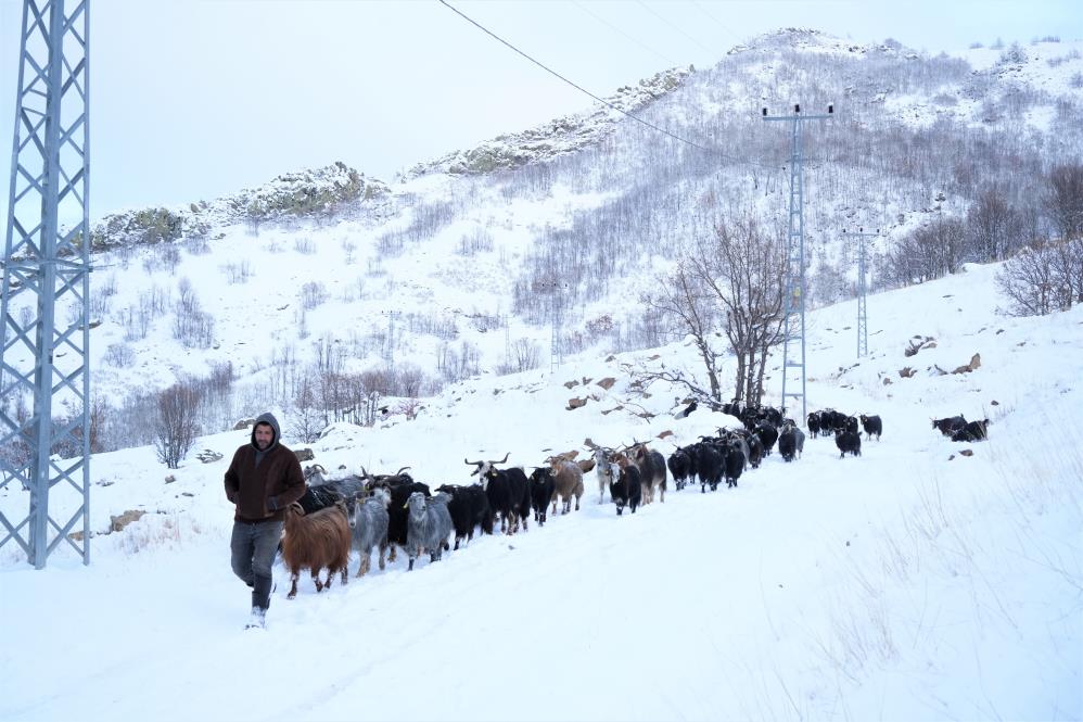 Kar erken yağdı besicilerde "saman" endişesi başladı