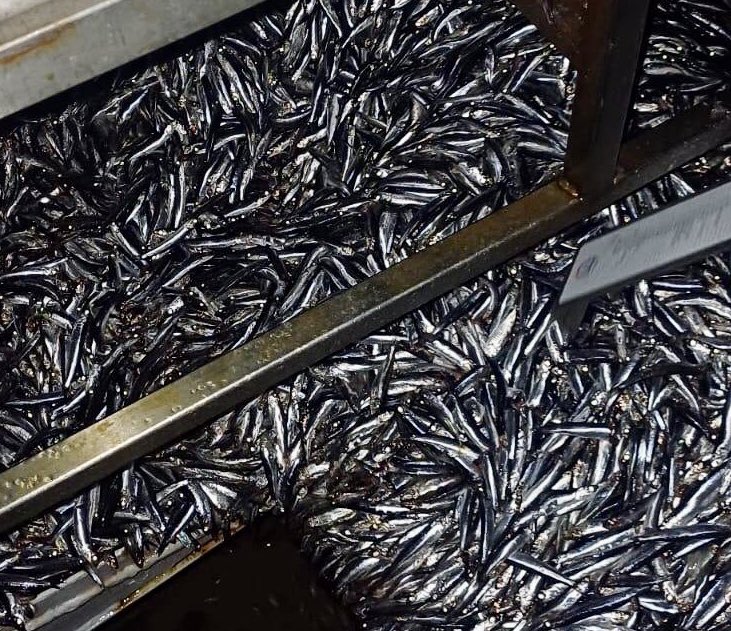 Sinop'ta 40 ton hamsiye el konuldu