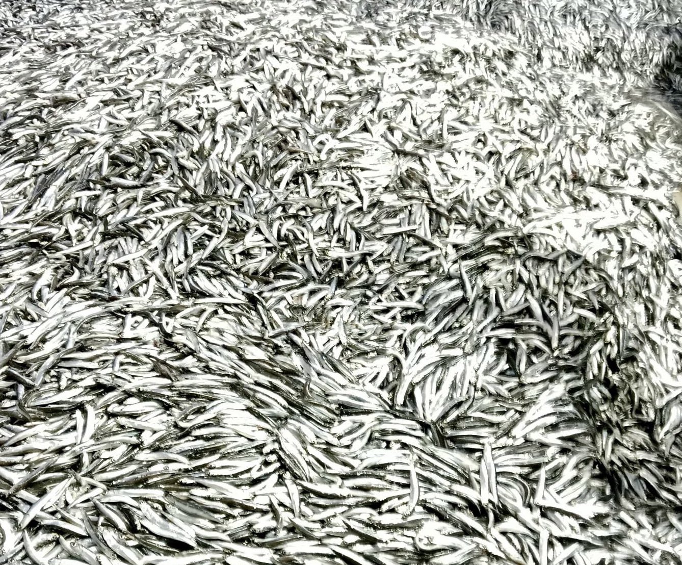 Sinop'ta küçük avlanan 10 ton hamsiye el konuldu