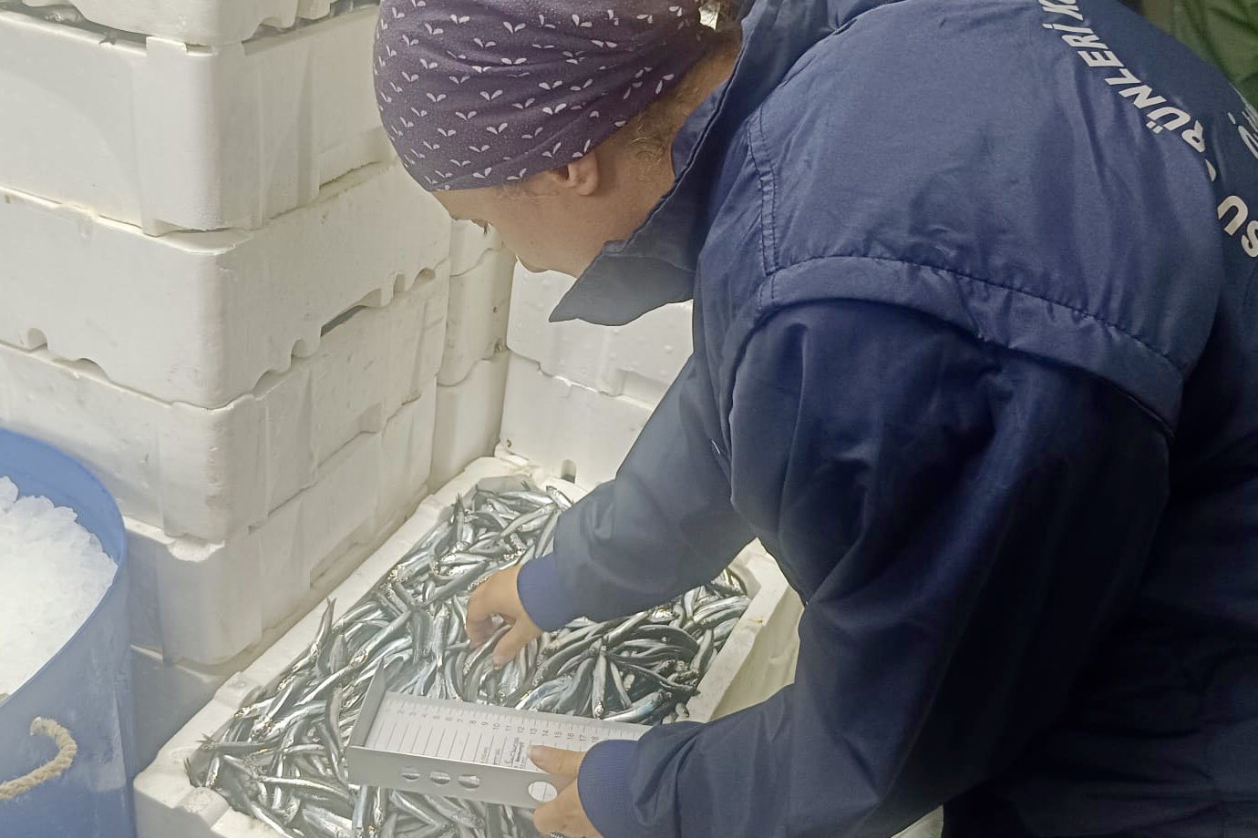 Zonguldak'ta hamsi denetiminde su ürünleri mühendisine saldırıldı