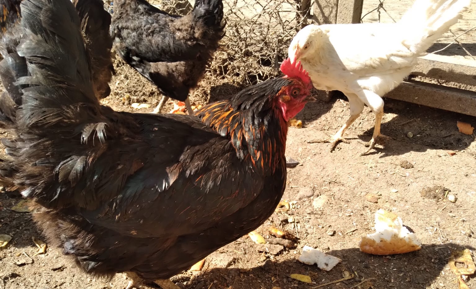 Konya'da bir çiftlikte kuş gribine rastlandı yumurtalar imha edildi