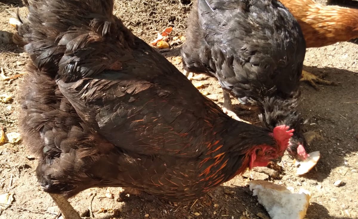 Tavuklarınızın ibik, sakal ve bacaklarında mor renk varsa dikkat