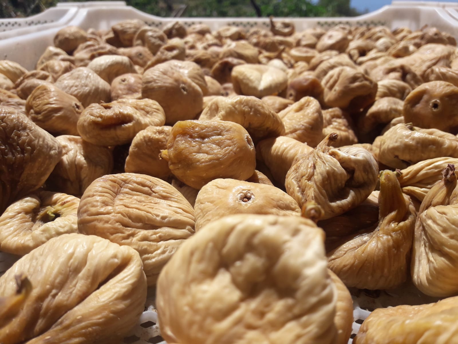 İhraç pazarından dönen kuru incirlerin hepsi imha edilmiyor