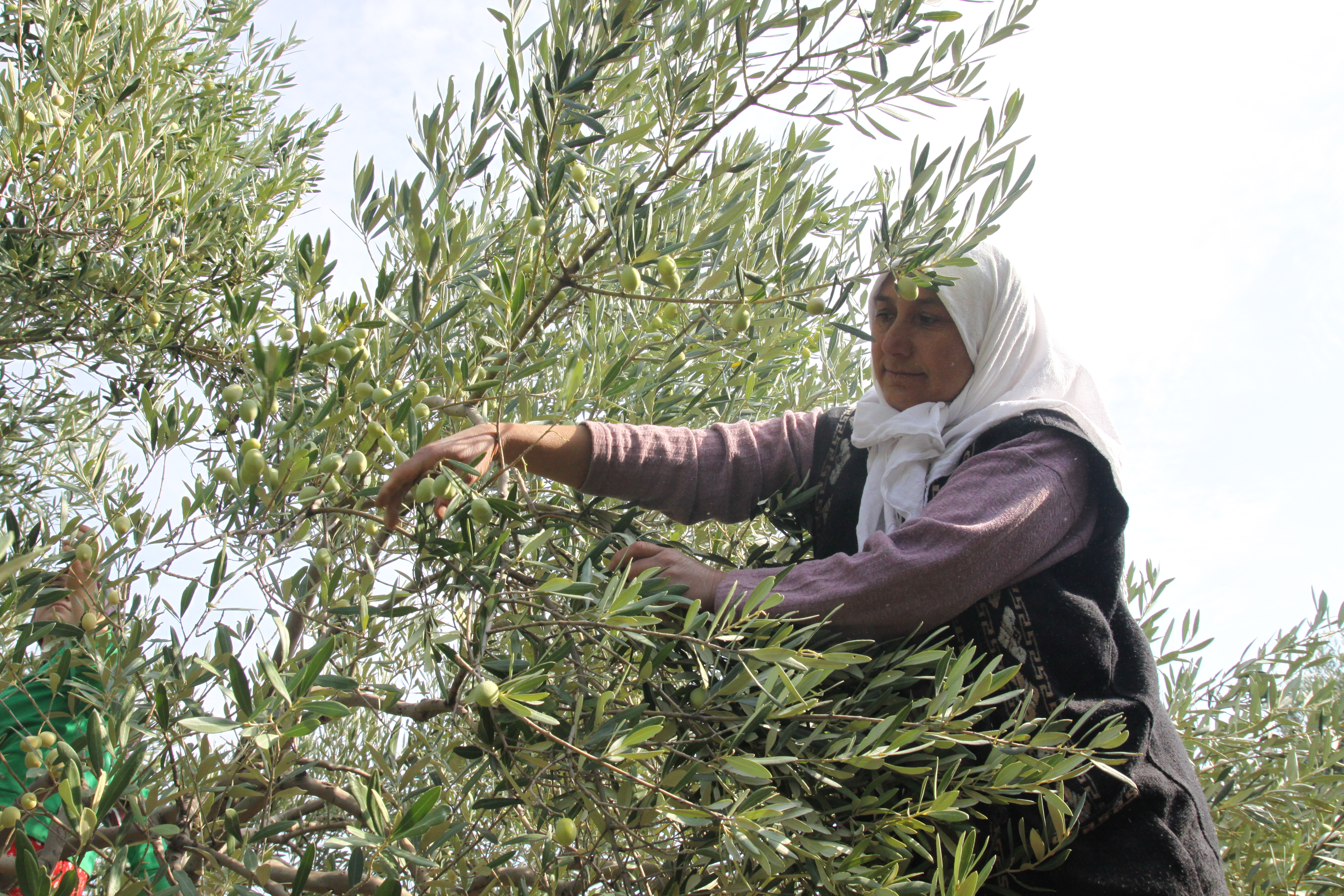 Zeytin üreticisi zarar etmemek için her yolu deniyor