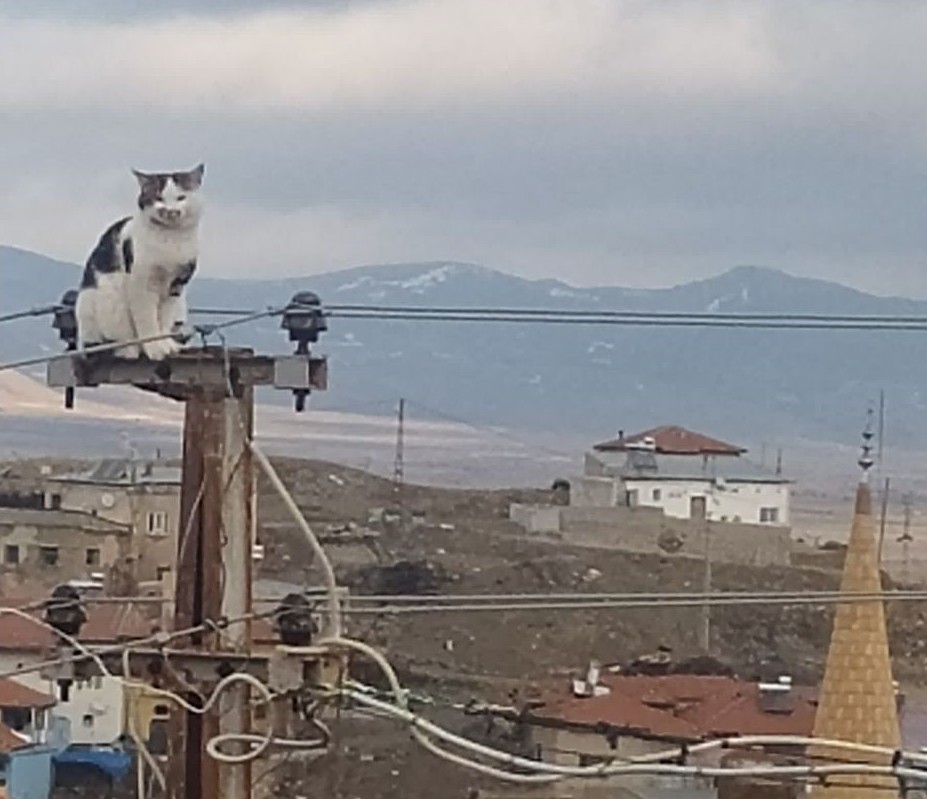 Direk tepesinde mahsur kalan kediyi itfaiye kurtardı