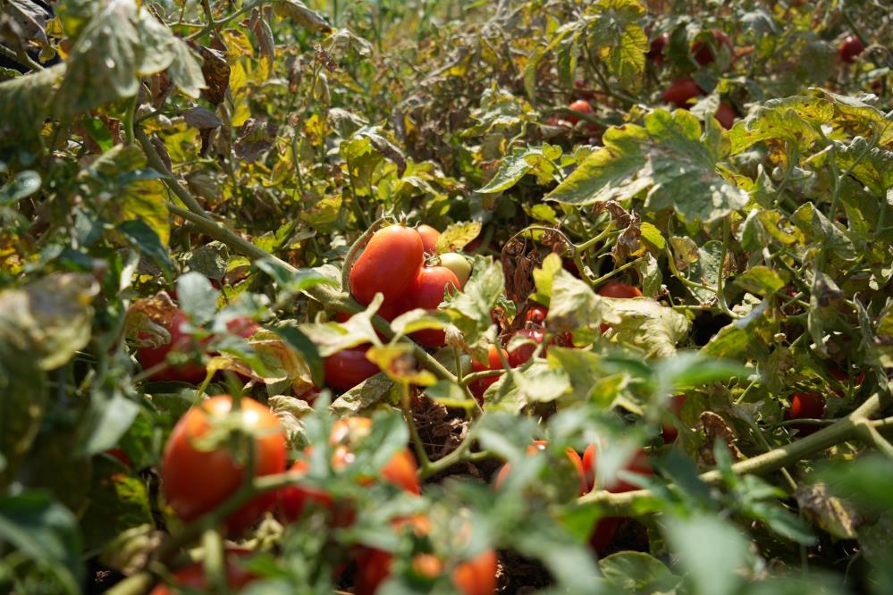 Yazın domatesi elinde kalan Karacabey çiftçisi kooperatifleşiyor
