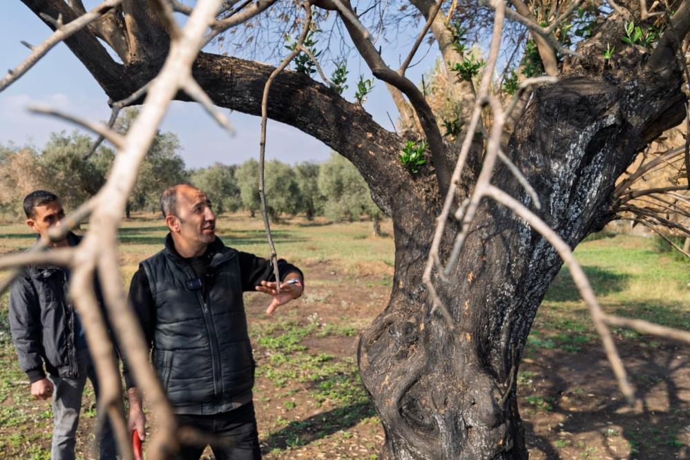 İzmir'deki yangında zarar gören zeytin ağaçları tedavi ediliyor