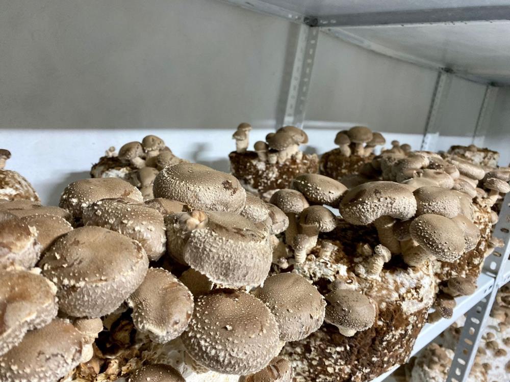 Balıkesir'de Shiitake ve Eryngii mantarları hasat ediliyor