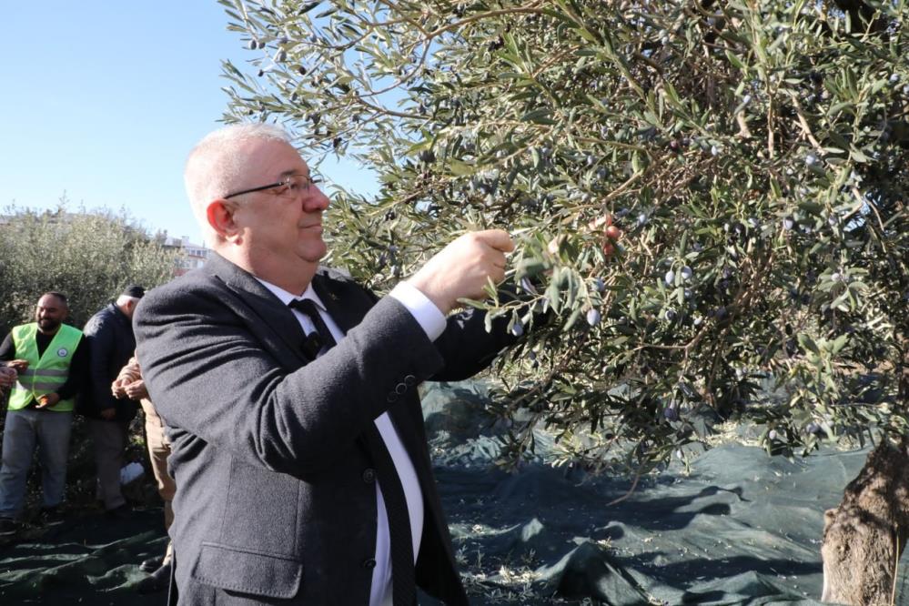 Edremit'te belediyeye ait zeytinliklerde her bir zeytin tanesi önemli