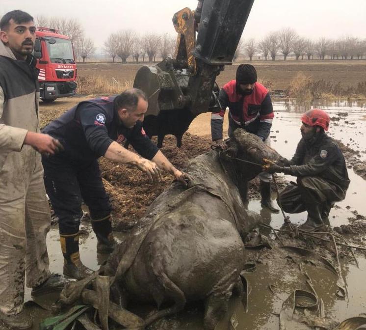 Kuyuya düşen gebe inek kurtarıldı