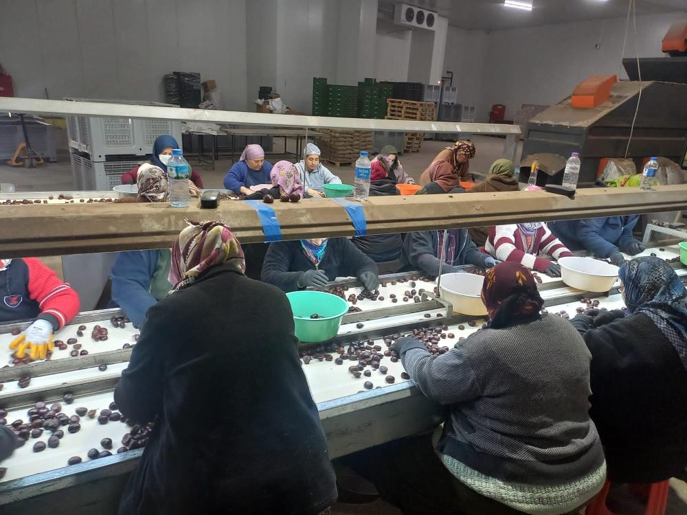 Aydın kestanesinde hasat bitti şimdi kebap zamanı