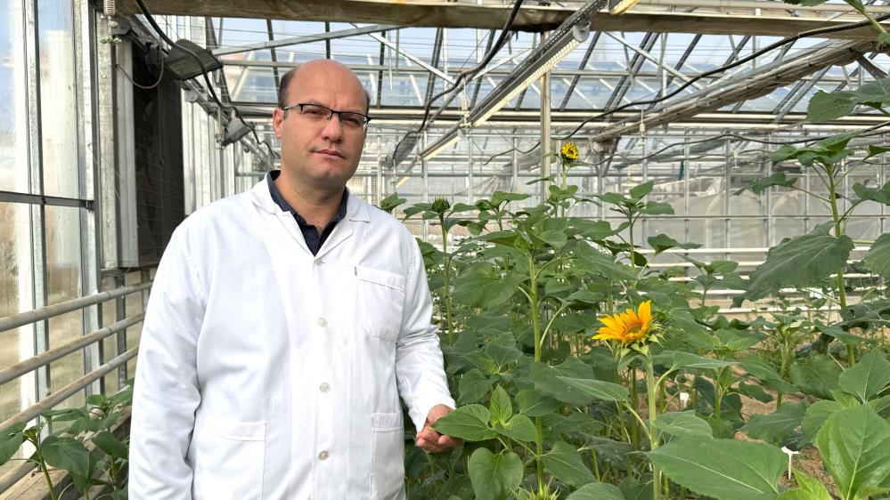 Selçuk Üniversitesi Ziraat Fakültesi, şeker pancarında devlere kafa tutuyor