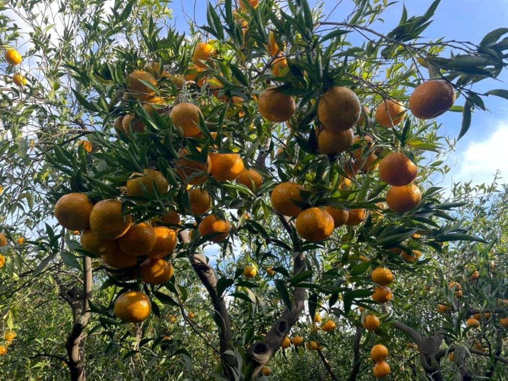 Bodrum Belediyesi çiftçiden alacağı 50 ton mandalinayı ücretsiz dağıtacak