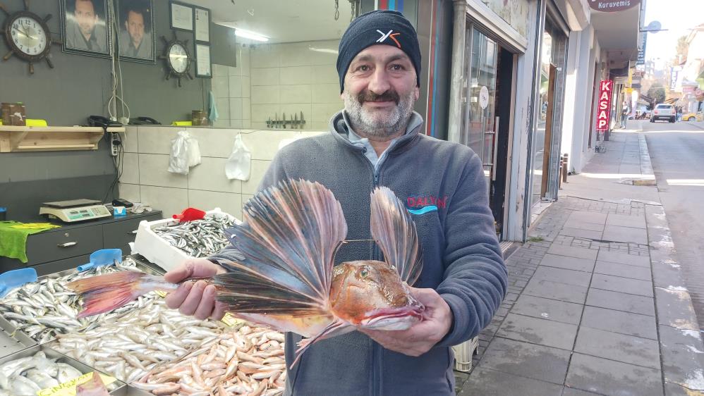 Balıkçıların ağına 3 kilogramlık kırlangıç balığı takıldı
