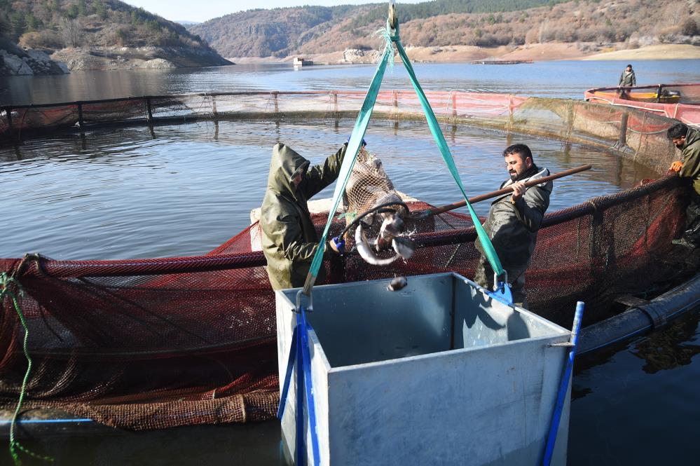 Kastamonu'da üretilen 420 ton somon ve alabalık ihraç edilecek