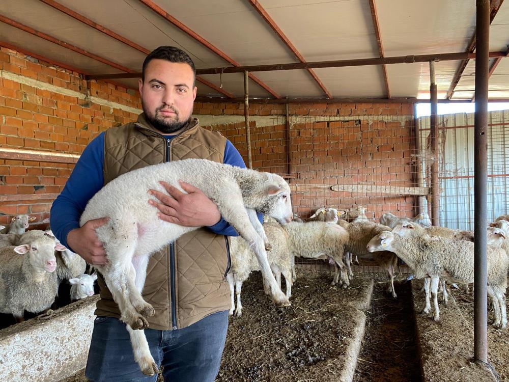 Çanakkale'de 5 ayaklı doğan kuzu büyüyor