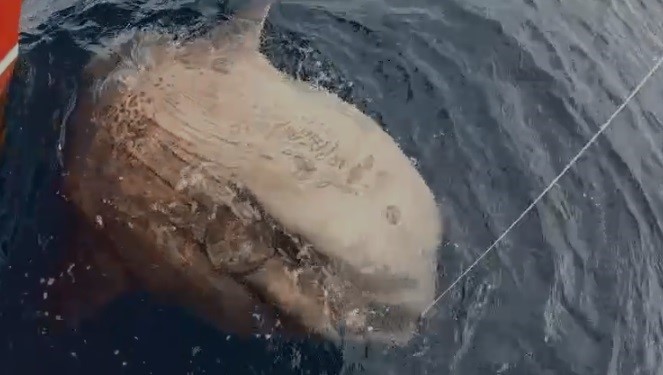 Çanakkale'e oltaya yaklaşık 1 tonluk dev ay balığı takıldı