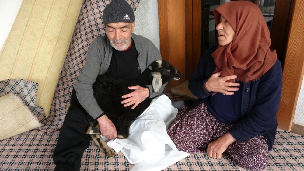 Karda sarıldıkları kuzularına tedavilerinin ardından tekrar kavuştular