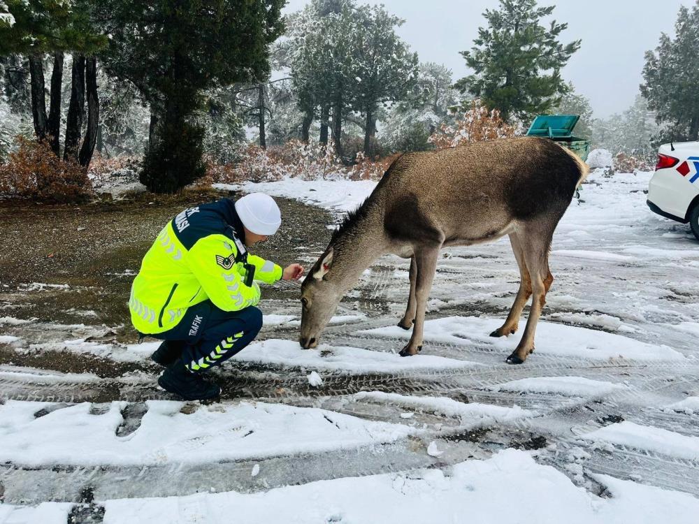 Kızıl geyikten yol kontrolü yapan jandarmaya ziyaret