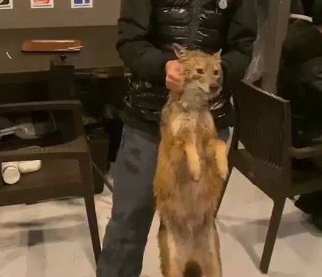 Balık için açıldılar denizdeki tilkiyi kurtardılar
