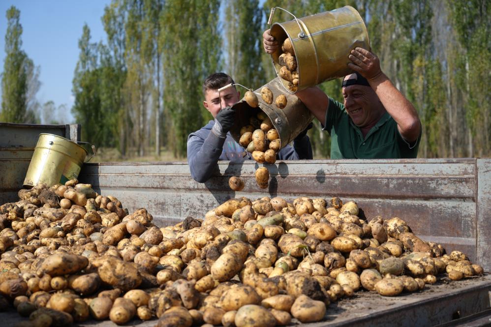 "Cumhurbaşkanı Erdoğan'dan patates talimatı" haberiyle umutlanan üretici uygulama bekliyor