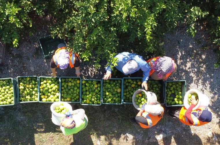 İkinci kalite ve ıskarta limonlar israf olmayıp suya ve sosa dönüşecek
