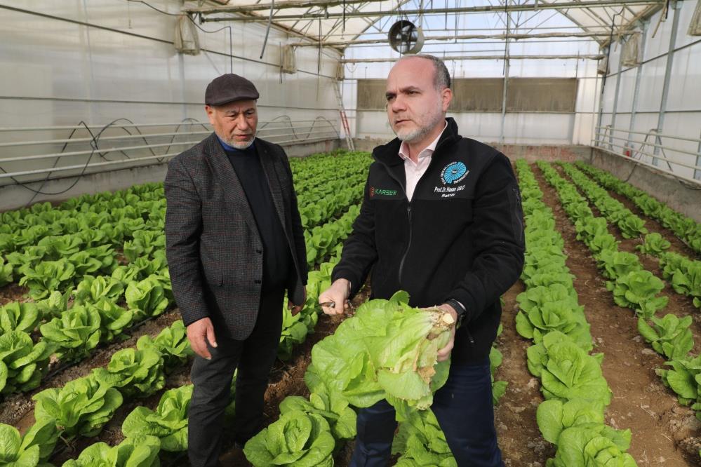 Üniversiteli marul hasat edildi