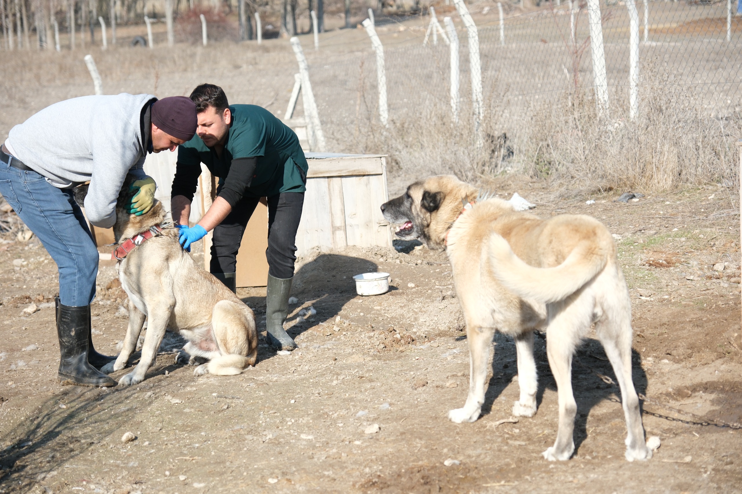 Eskişehir'de çoban ve bekçi köpekleri kimliklendiriliyor