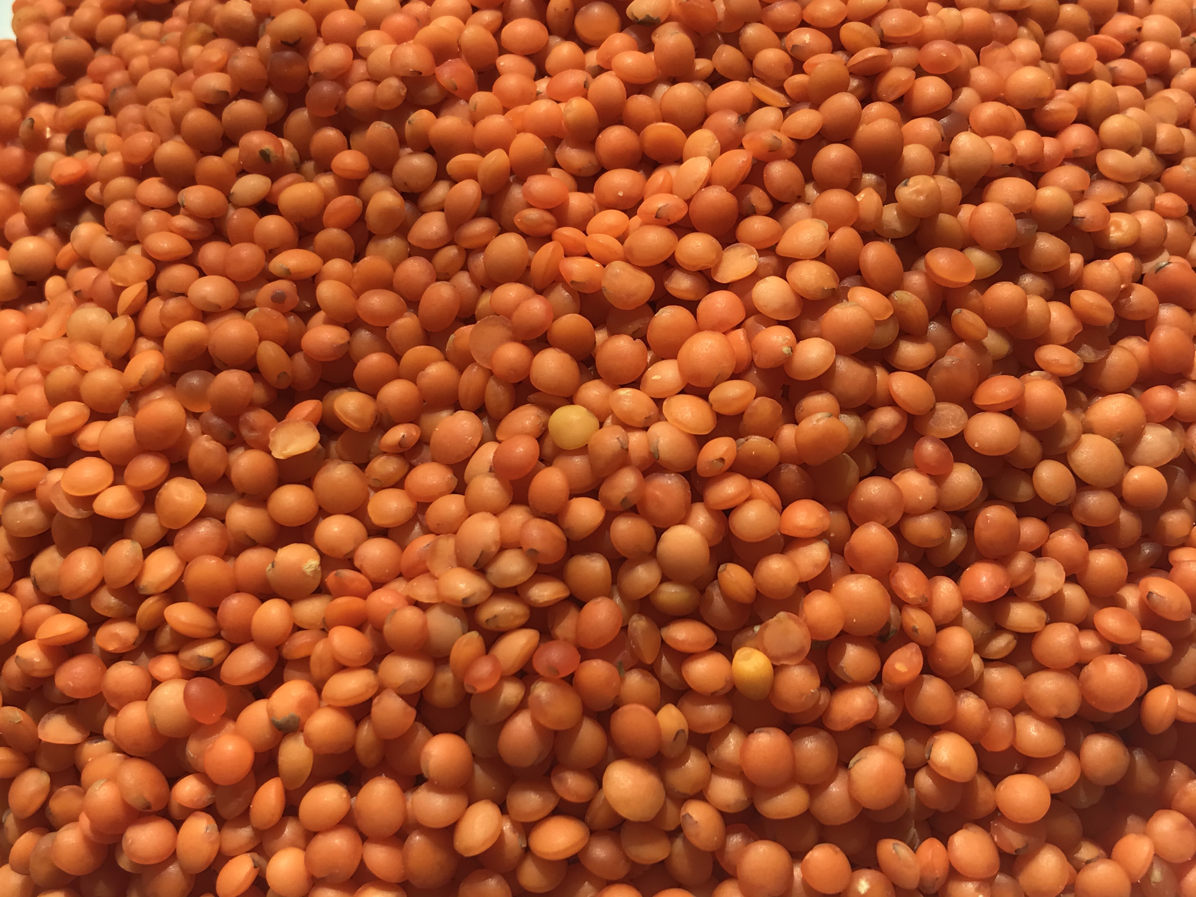 Sahte belgeyle ülkeye sokulmak istenen 50 ton kırmızı mercimek geri gönderildi