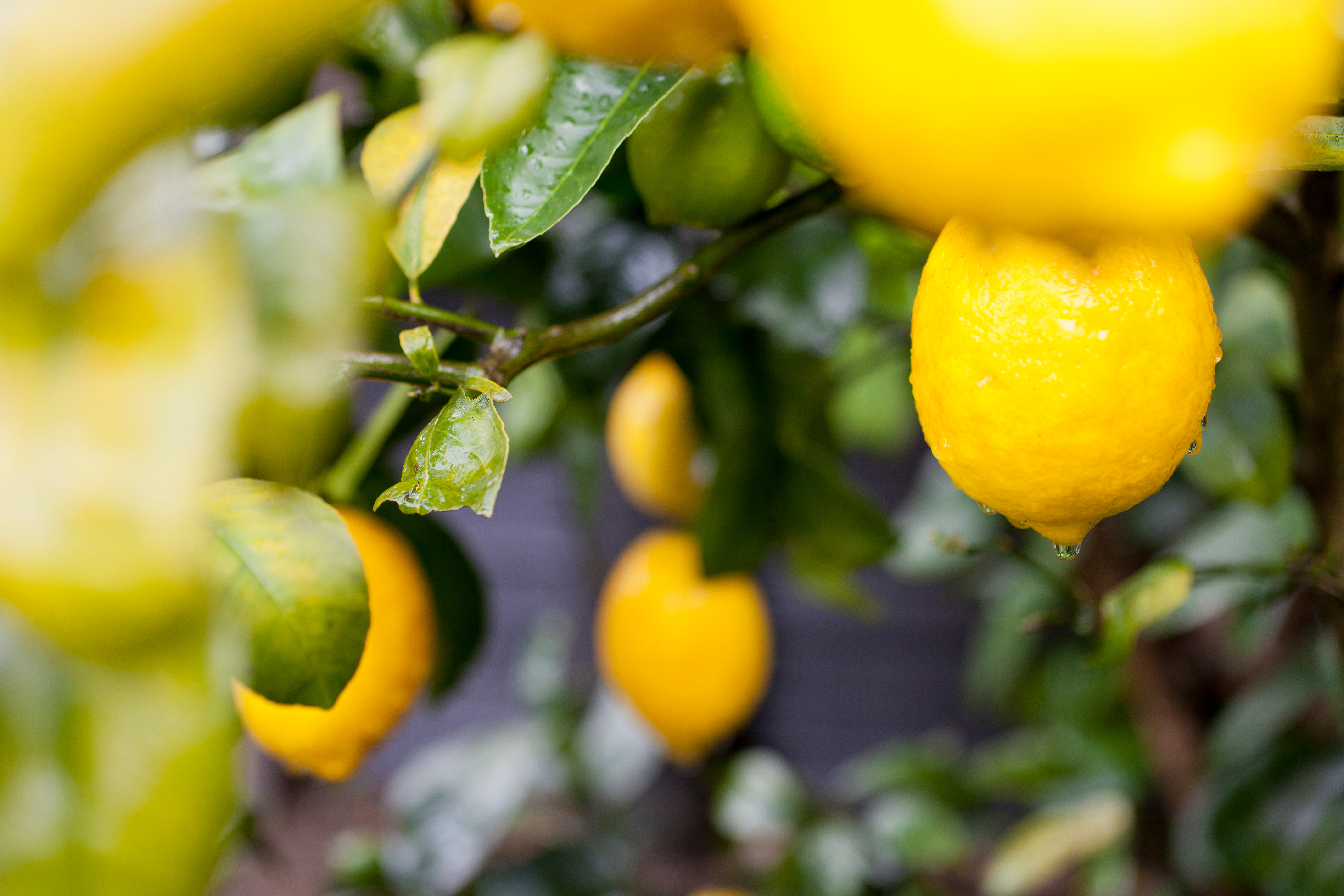 Limon suyu ve soslarının içeriği 1 Ocak'tan itibaren orijinal olacak
