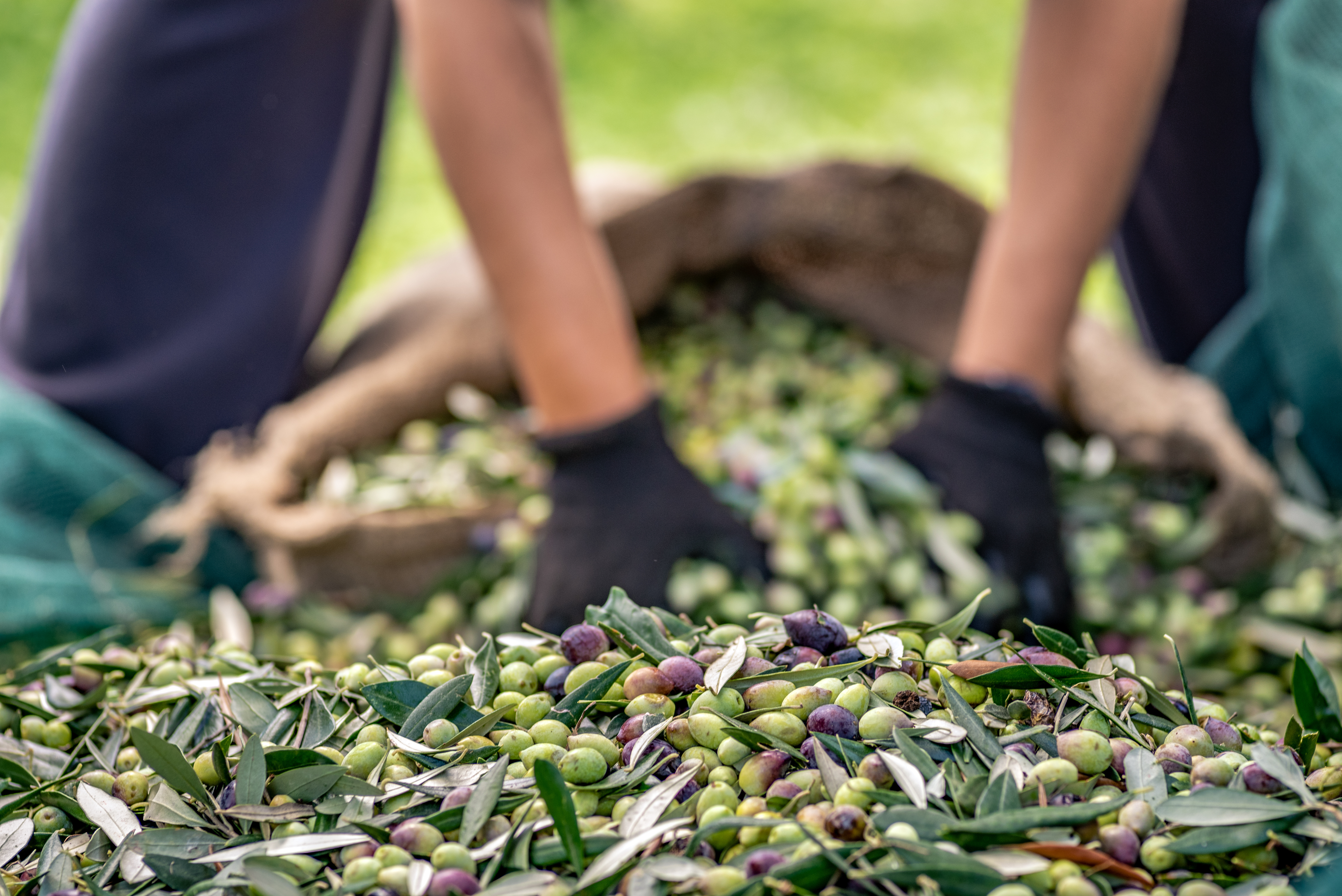 OASIS ile zeytin ve zeytinyağı sektöründe verimlilik artırılacak