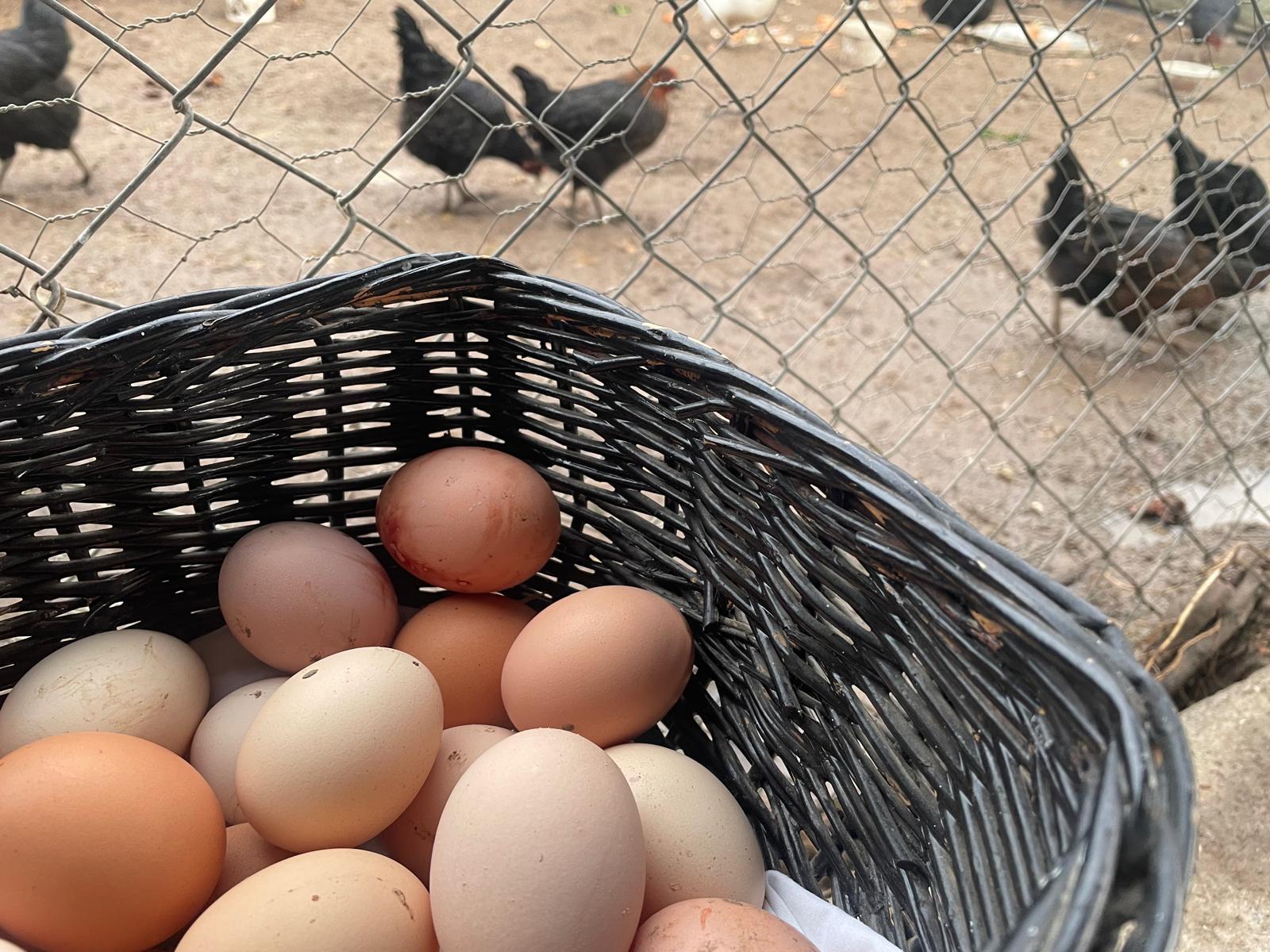 Yumurta üretimi aralıkta da azaldı, tavuk eti üretimi arttı
