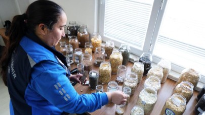 Muğla Büyükşehir bu yıl 2 milyon yerel tohum dağıtacak