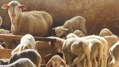 TİGEM'in kuzuları doğmaya başladı