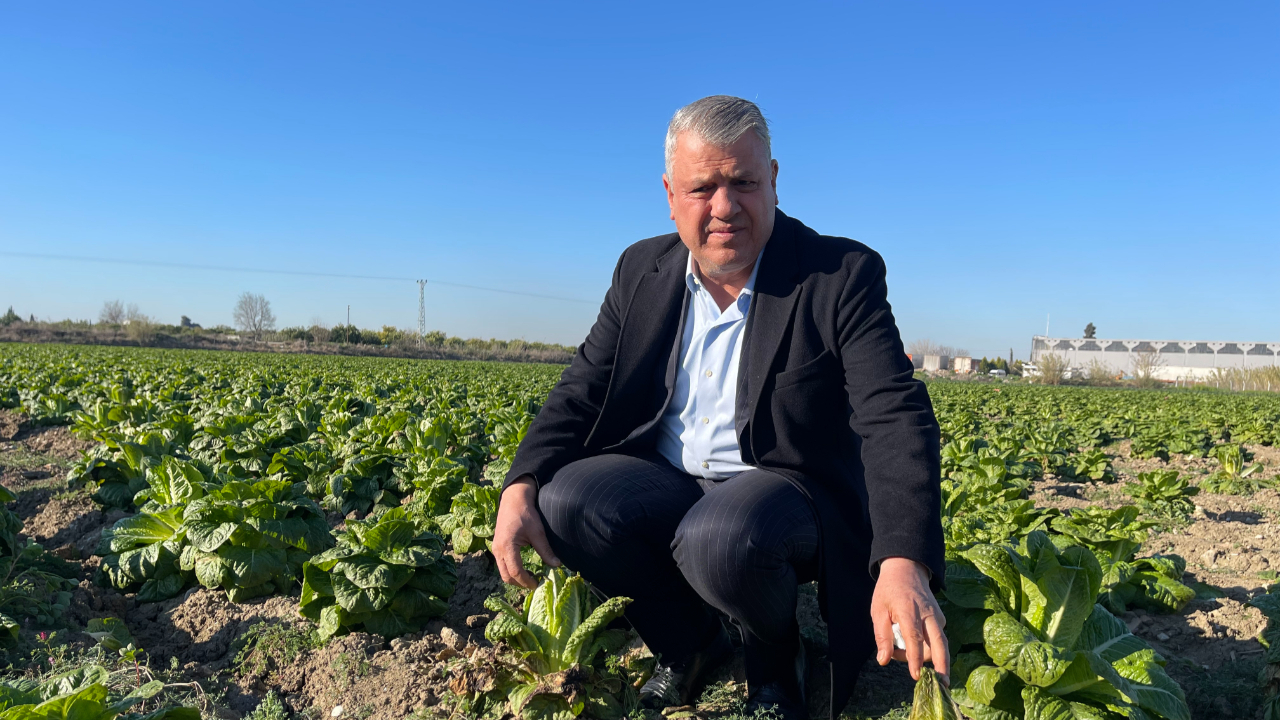 CHP'li Barut: "Zirai donun vurduğu Doğu Akdeniz Bölgesi, afet bölgesi ilan edilmeli"