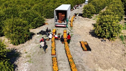 Adana'da zirai don uyarısı mandalina hasadında vites yükseltti