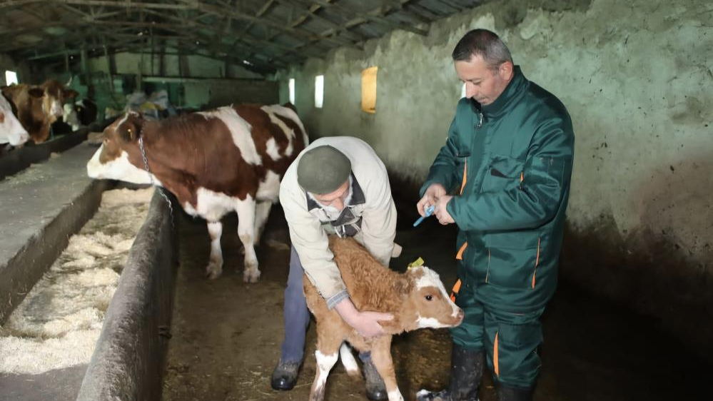Elazığ'ın 3 ilçesinde şap karantinası sürüyor