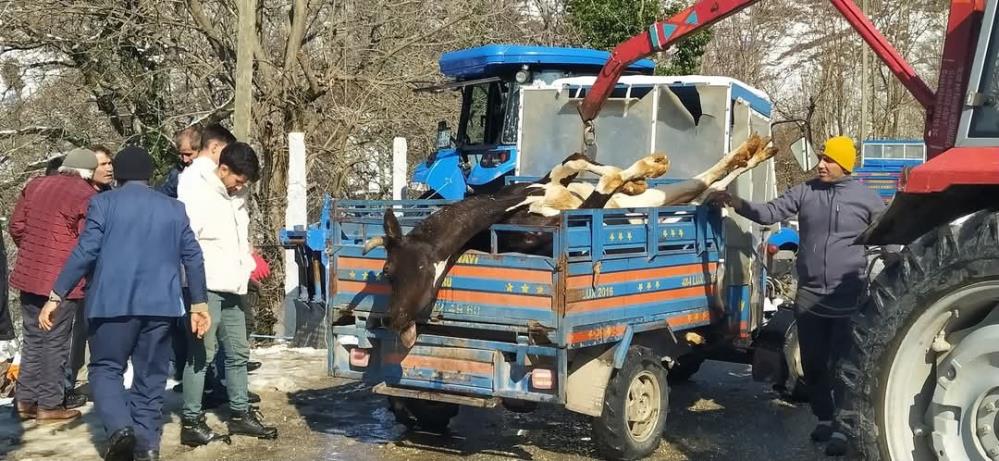 Buzağı üşümesin diye yakılan soba yangına yol açtı