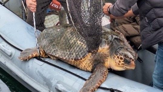 Yat limanına giren caretta caretta boğaz sularına geri döndü