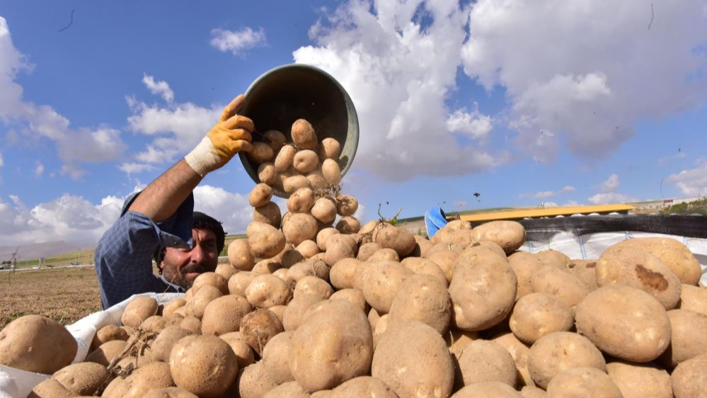 Patates ihracatı 6 ayda 15 kat artarak 190 bin tonu geçti