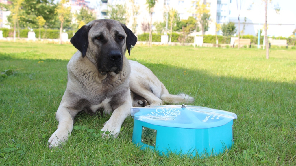 Manisa üretiyor kedi-köpek yiyor