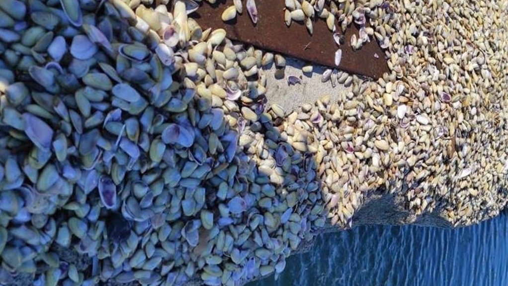 Samsun'da 3 ton kum midyesi ele geçirildi
