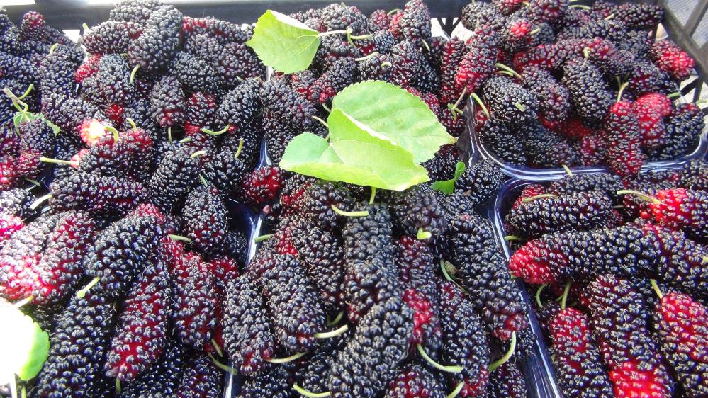 Mersinli çiftçiler turfanda karadutu kilosu 100 liradan satıyor