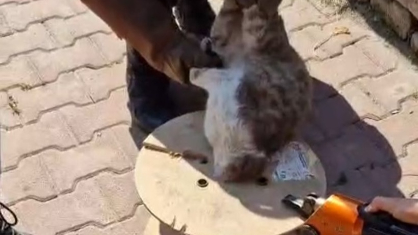 Başı ahşap makaraya sıkışan kedi kurtarıldı