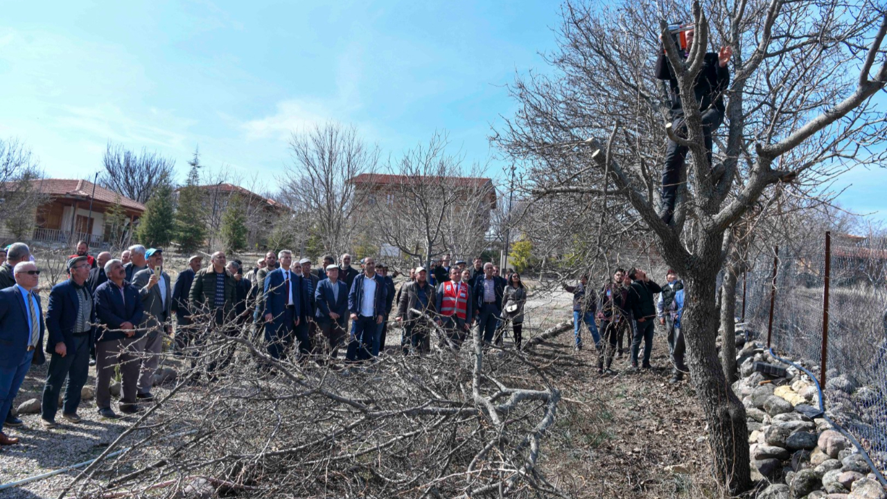 Başkentte yabani sakızdan Antep fıstığı üretilecek