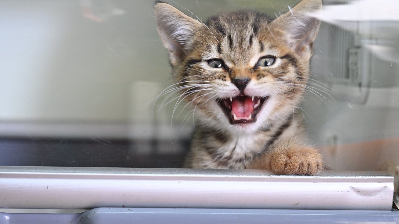 Yıldırım'da 625 kedi ve köpek sıcak yuvaya kavuşturuldu