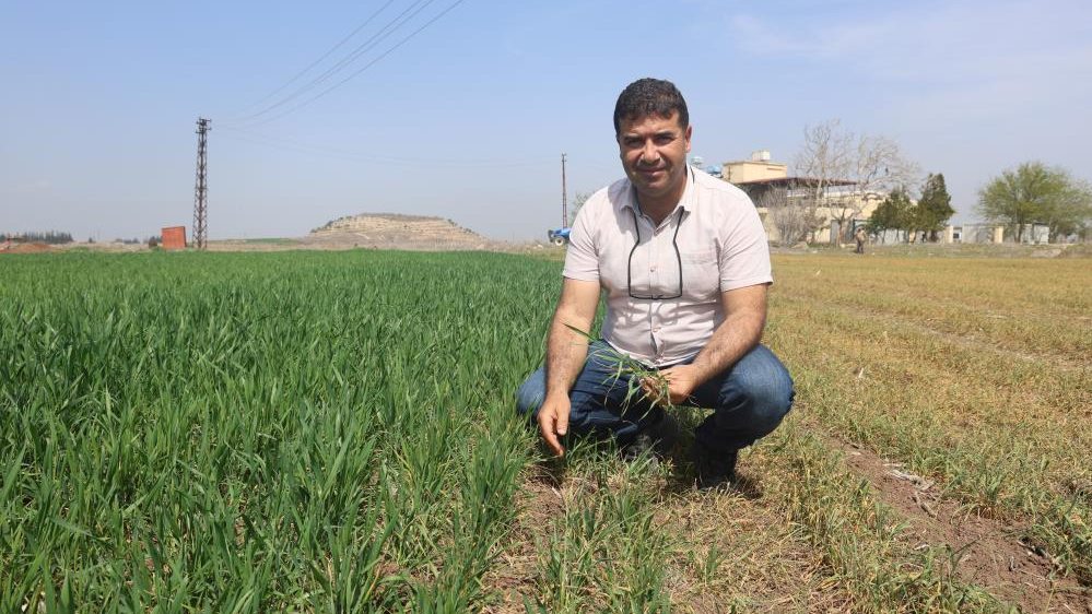 Amik Ovası'nda buğdayda ciddi verim kaybı bekleniyor