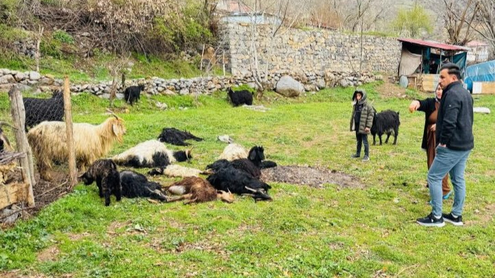 Şırnak'ta sokak köpekleri 18 keçiyi telef etti
